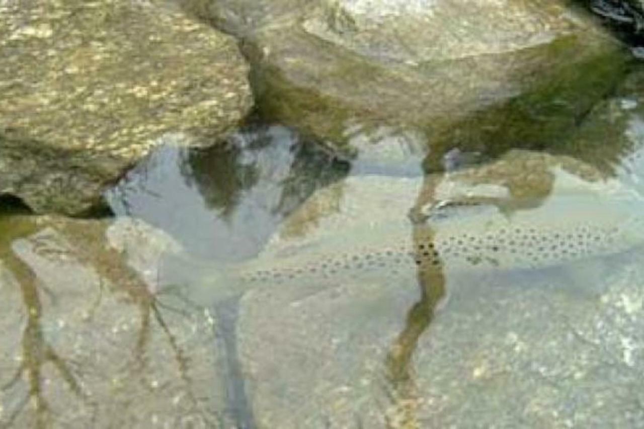 Bilocale A Due Passi Dal Gran Paradiso Locana Exterior foto